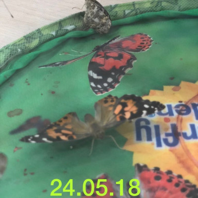 Unsere Schmetterlinge schlüpfe