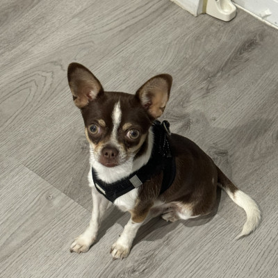 Balu